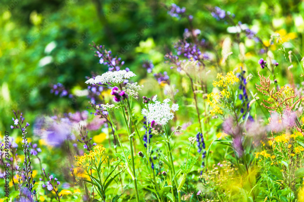 Bergblumenwiese Stock Photo | Adobe Stock