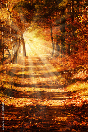 Sunny forest path in autumn photo