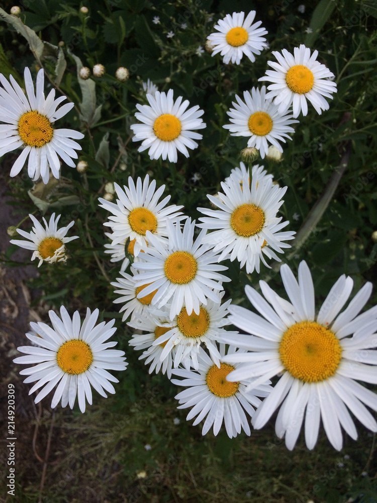Obraz premium Blossom forest flowers