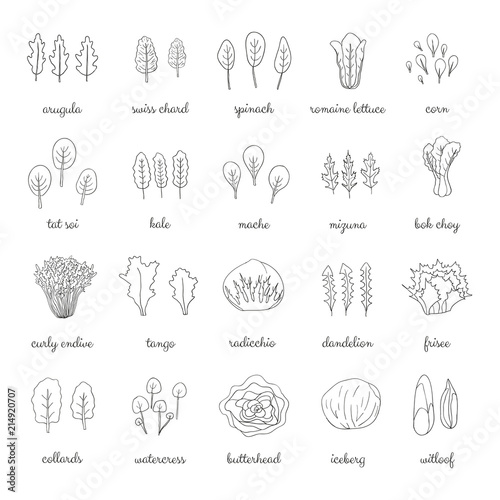 Hand drawn popular types of salad.