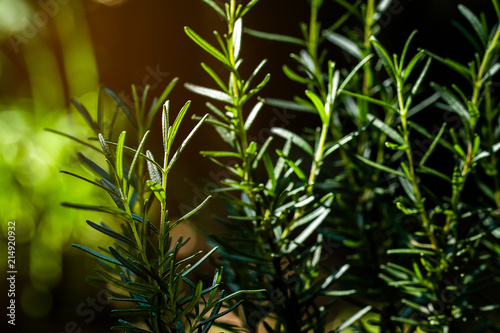 Fresh Rosemary Herb grow outdoor. Rosemary leaves Close-up