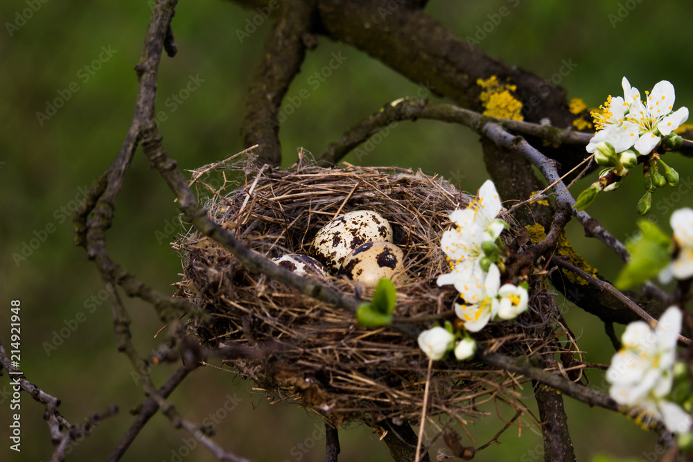 Two unattended quail eggs lying in the nest in the tree. Two unattended quail eggs lying in the nest in the tree.