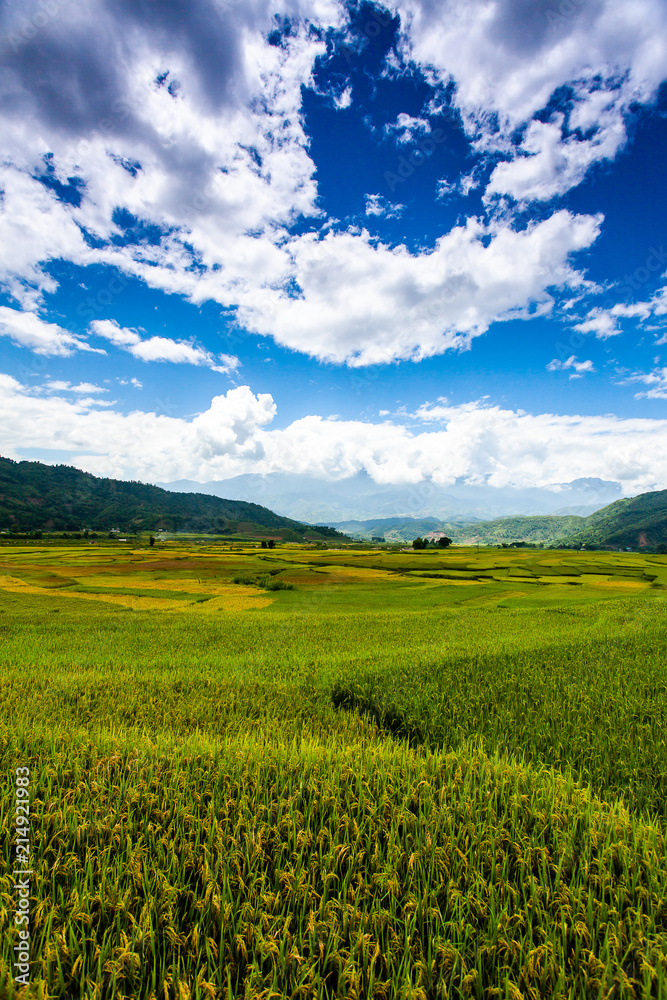 Rice fields at Northwest Vietnam