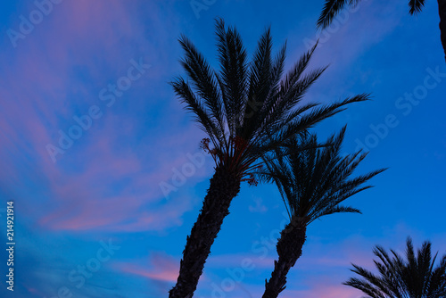 SUNRISE IN SPAIN  BEHIND PALM  S FIGURE  THE COLOR OF THE SUN CREATES NICE SILHOUETTES.