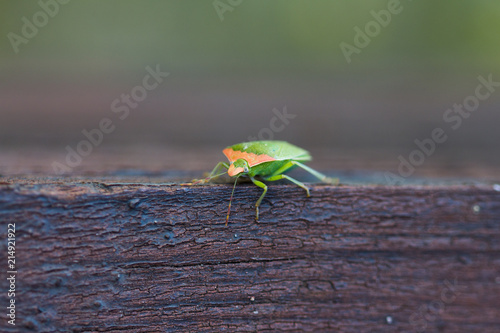 Close up shot of a green stink bug standing on a wooden balk. Nezara viridula; Pentatomoidea