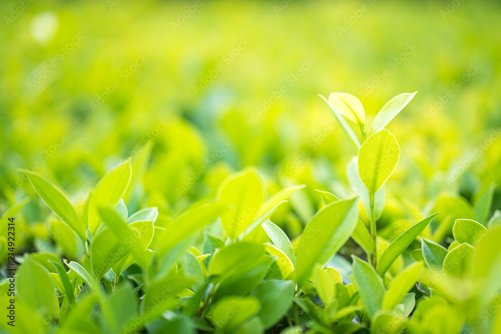 Close up green leaf in plantation Close up green leaf in plantation