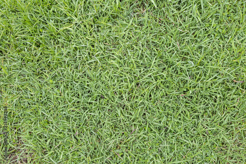 Fresh green grass background, nature texture concept Fresh green grass background, nature texture concept