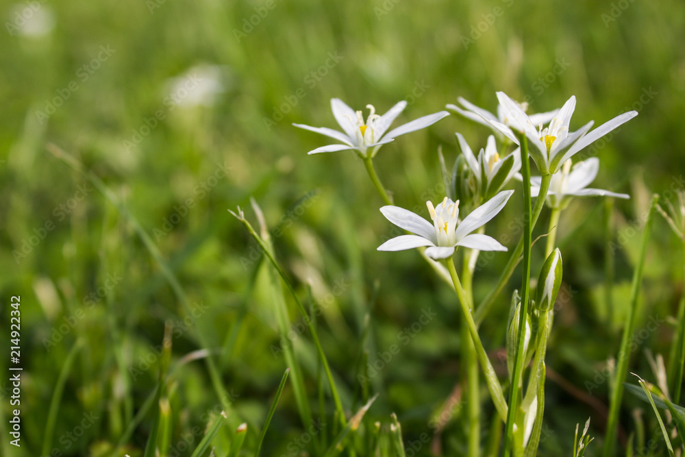 Isolated bunch of white flowers on a wild green meadow. Ornithogalum umbellatum. Isolated bunch of white flowers on a wild green meadow. Ornithogalum umbellatum.