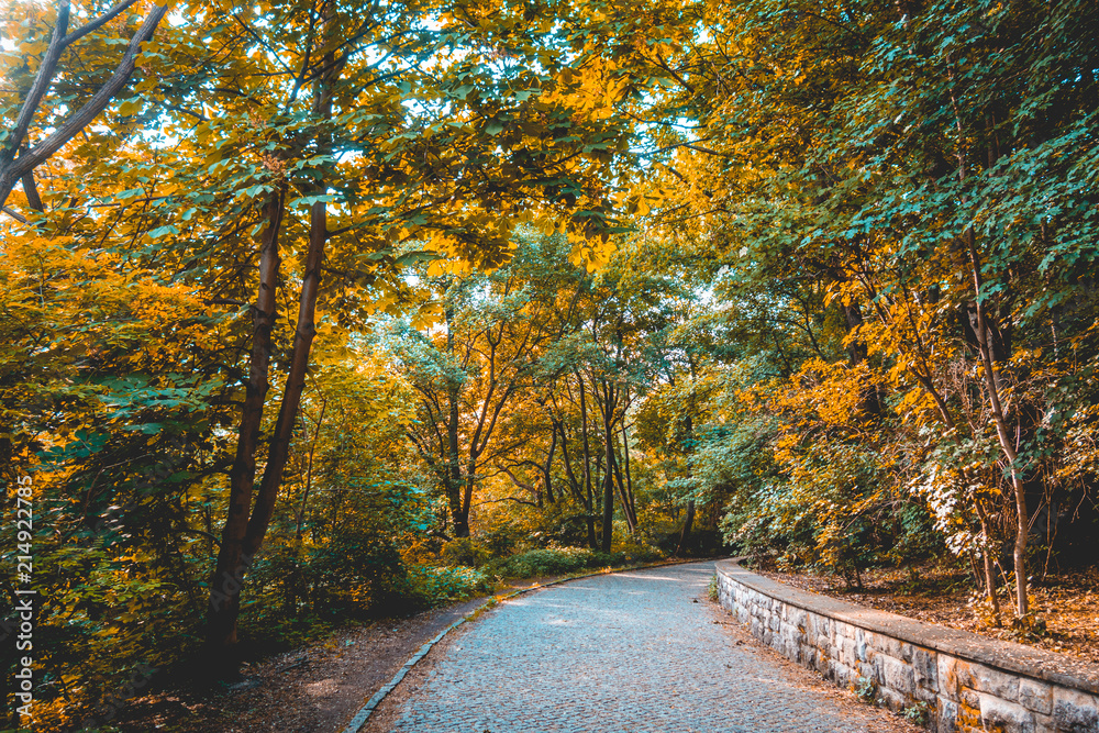 curved stone path in a forest with orange and green trees