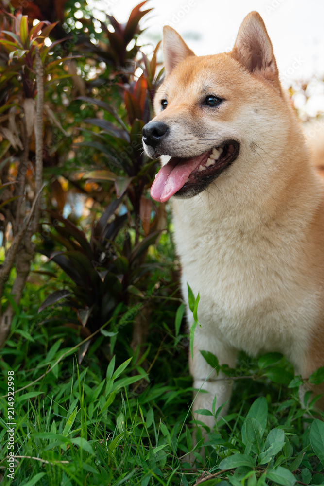 Smiling Shiba Inu，Very cute dog
