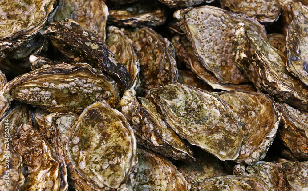 Close up fresh catch of oysters on market Close up fresh catch of oysters on market