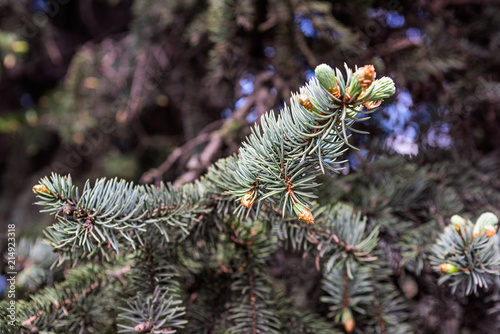 Branch of spruce with young cones