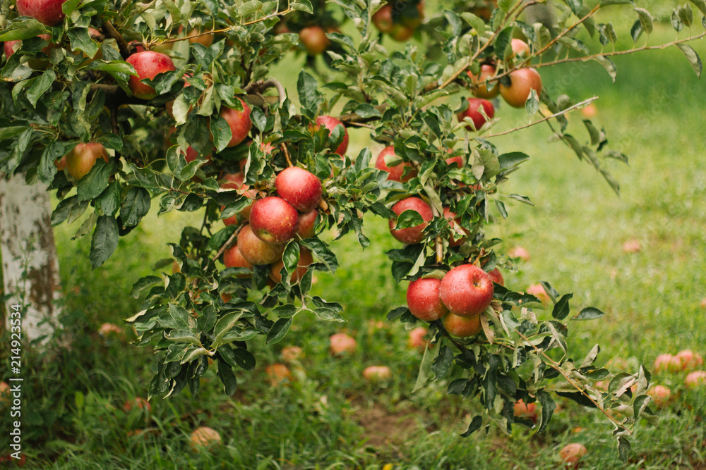 Ripe red apples hanging on a tree ready for picking. Close up.