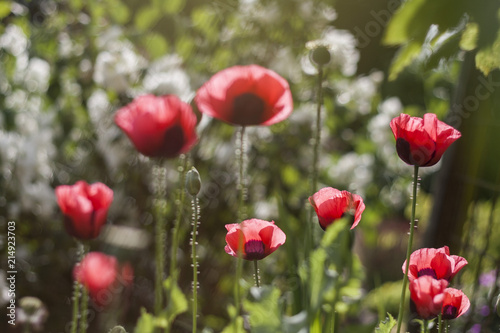 poppy, flowers, garden, background
