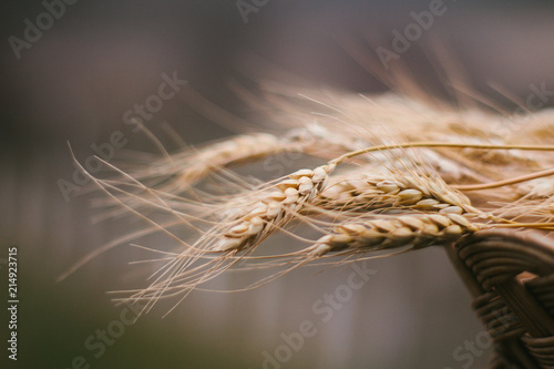 A pile of wheat in the brushwood basket flutter on the wind; shallow depth of field; soft effect.