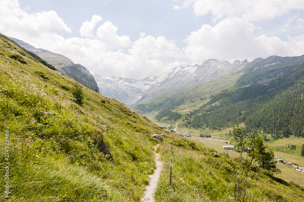 Naklejka premium Sils, Segl, Val Fex, Fextal, Wanderweg, Bergwiesen, Bergkräuter, Fexgletscher, Alpen, Oberengadin, Engadin, Graubünden, Sommer, Schweiz