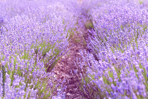 Lavender Field in the summer