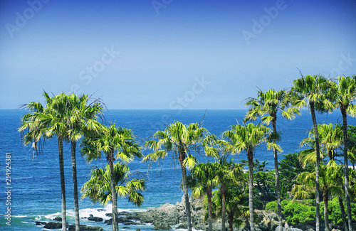 Palm trees on the PCH in Malibu California