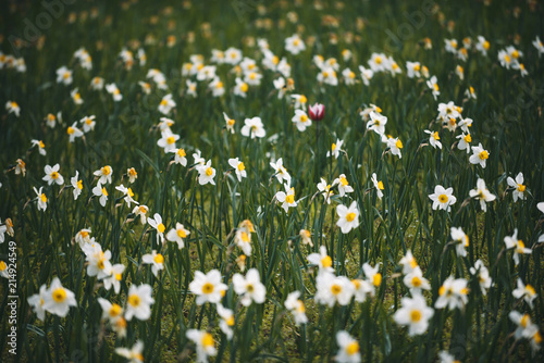 Narcissus Field