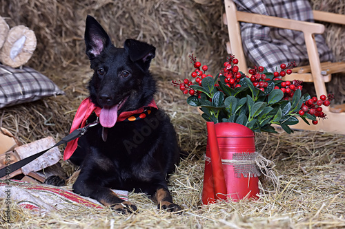 black dog mongrel amid hay with a bow on his neck and New Year's decorations, photo