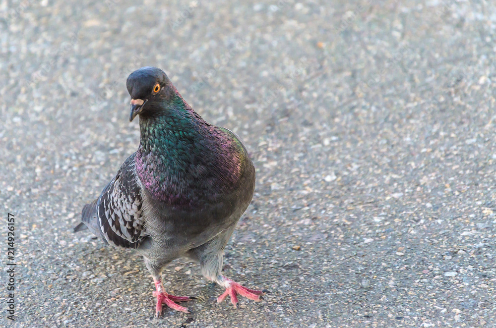 Obraz premium Young lonely pigeon walking along the asphalt