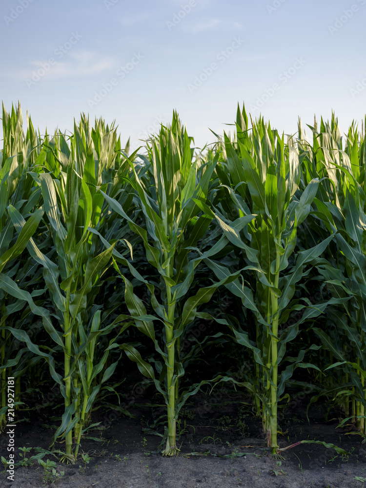 Serbia, Vojvodina. Green corn stems in a row, Zea mays Serbia, Vojvodina. Green corn stems in a row, Zea mays