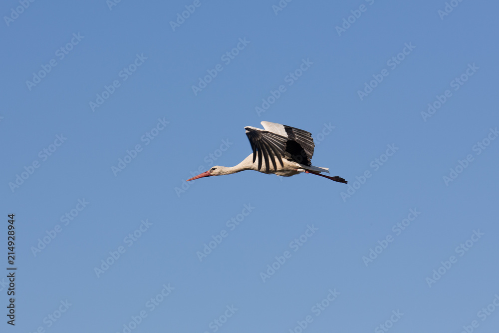 Fototapeta premium cigogne