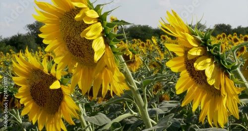 Sunflowers in the Field Swaying in the Wind. photo