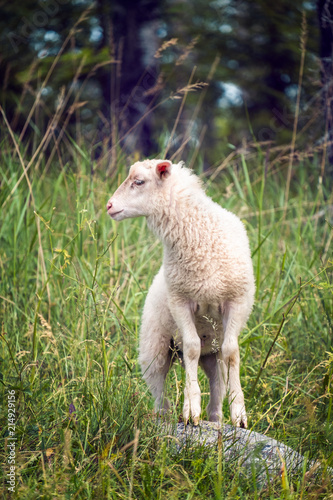 Cute sheep grazing in the meadow