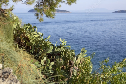 Summer Greek Islands Cactus Plant photo