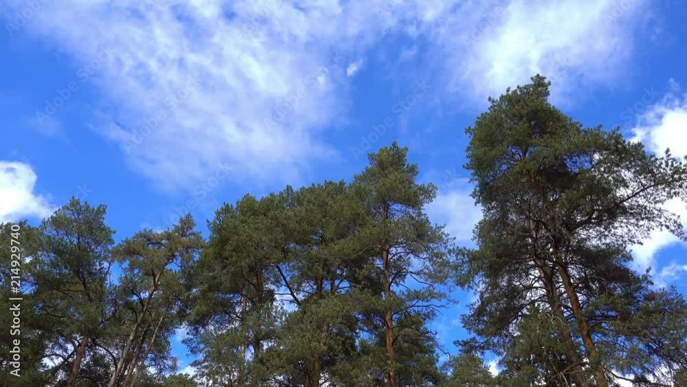 Pine forest against the blue sky. Pine forest against the blue sky.