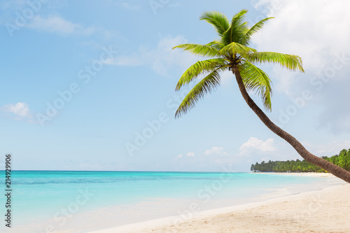 Coconut Palm trees on white sandy beach © preto_perola