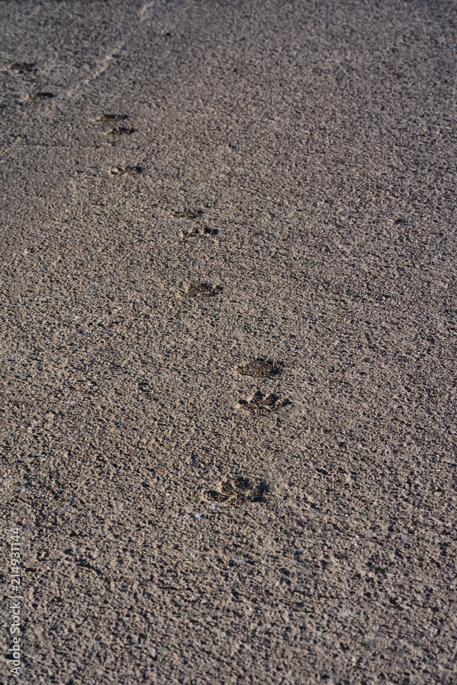 Dog steps in asphalt Dog steps in asphalt