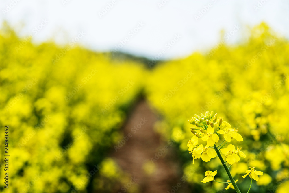 Flowering rapeseed. Country road across rape field. Spring background. Canola or colza with dirt road. blooming rape or Brassica napus. Springtime and summer border Flowering rapeseed. Country road across rape field. Spring background. Canola or colza with dirt road. blooming rape or Brassica napus. Springtime and summer border