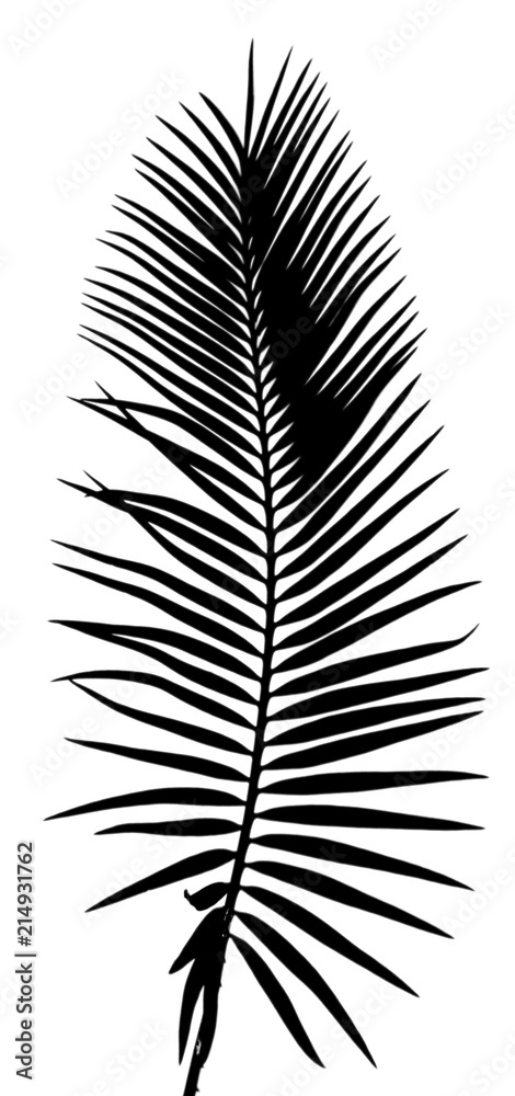 Obraz premium palme noire, fond blanc