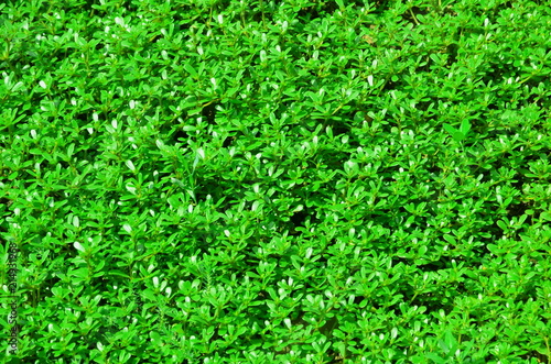 A background consisting of brightly green creeping grass.