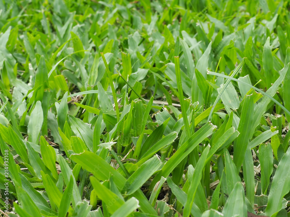 The green grass The green grass