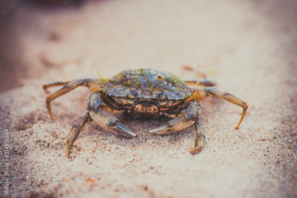 The Crab on sandy beach