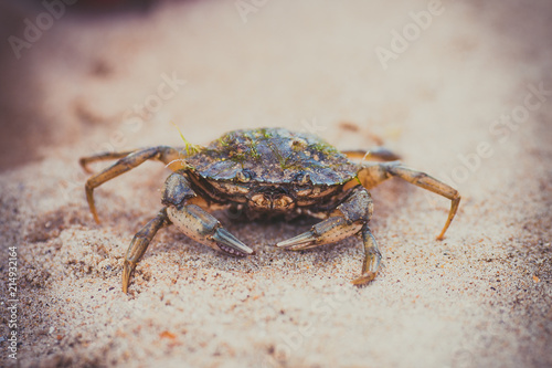 The Crab on sandy beach