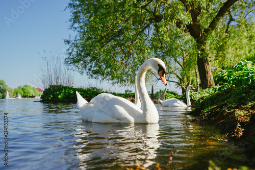 white grace swanon Alster lake on a sunny day in Hamburg