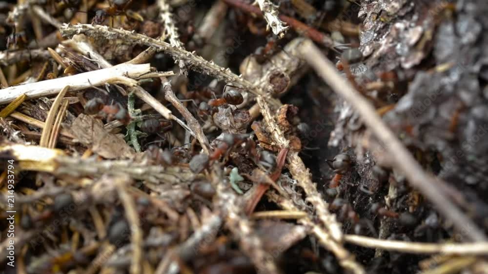 Wild ant hill in the forest closeup Wild ant hill in the forest closeup