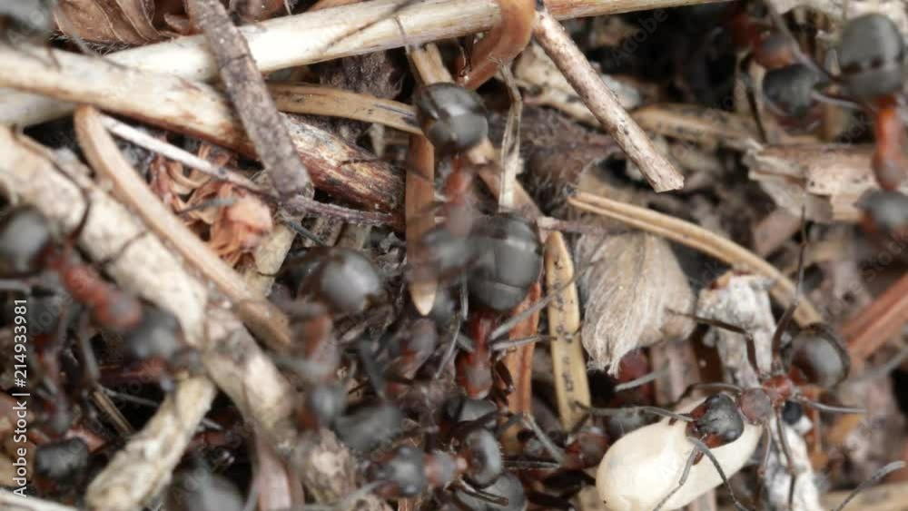 Wild ant hill in the forest closeup Wild ant hill in the forest closeup
