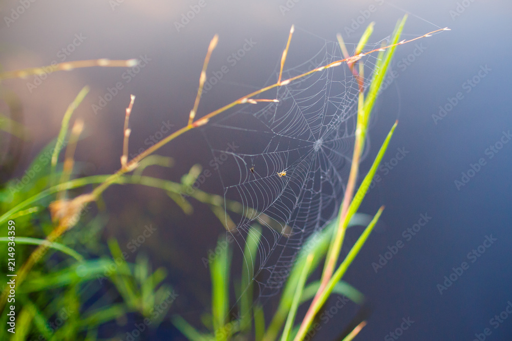 Small spider getting tiny insect in web macro Small spider getting tiny insect in web macro