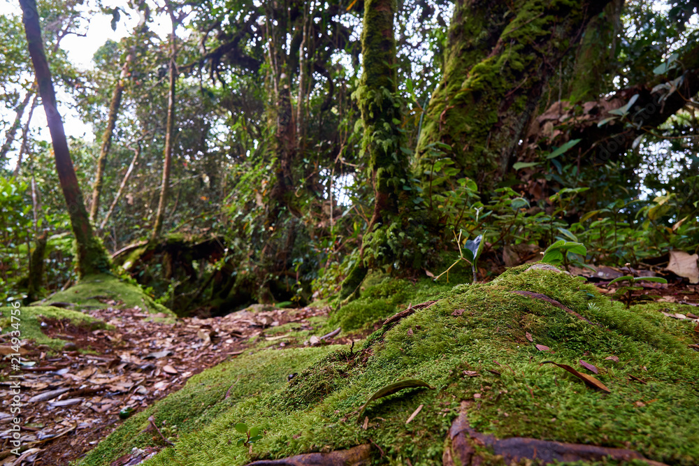 Mosey forest in Cameron Highlands Mosey forest in Cameron Highlands