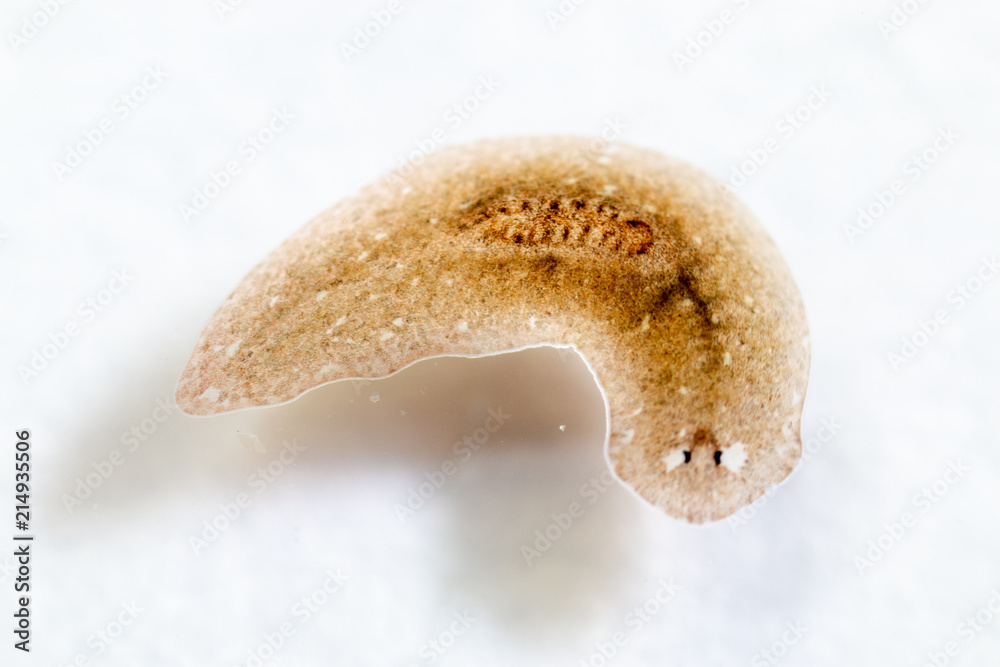 Planarian parasite (flatworm) under microscope view. Stock Photo
