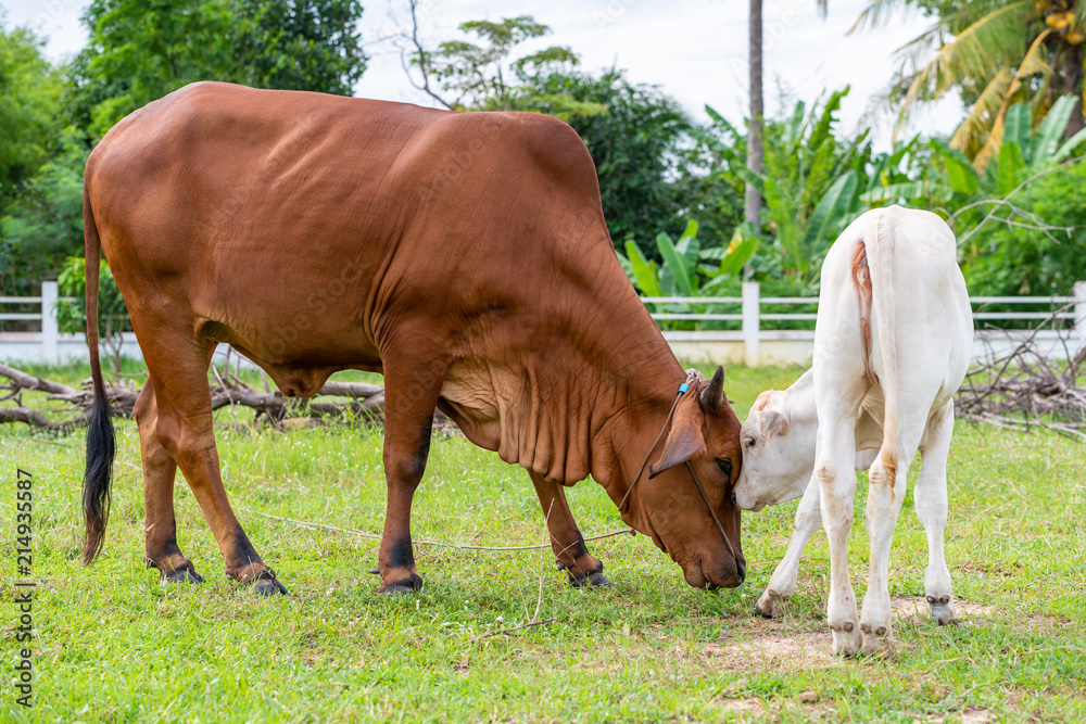 brahman cow and calf