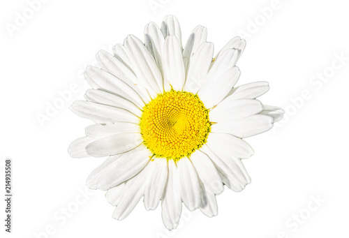 Chamomile flower close-up isolated