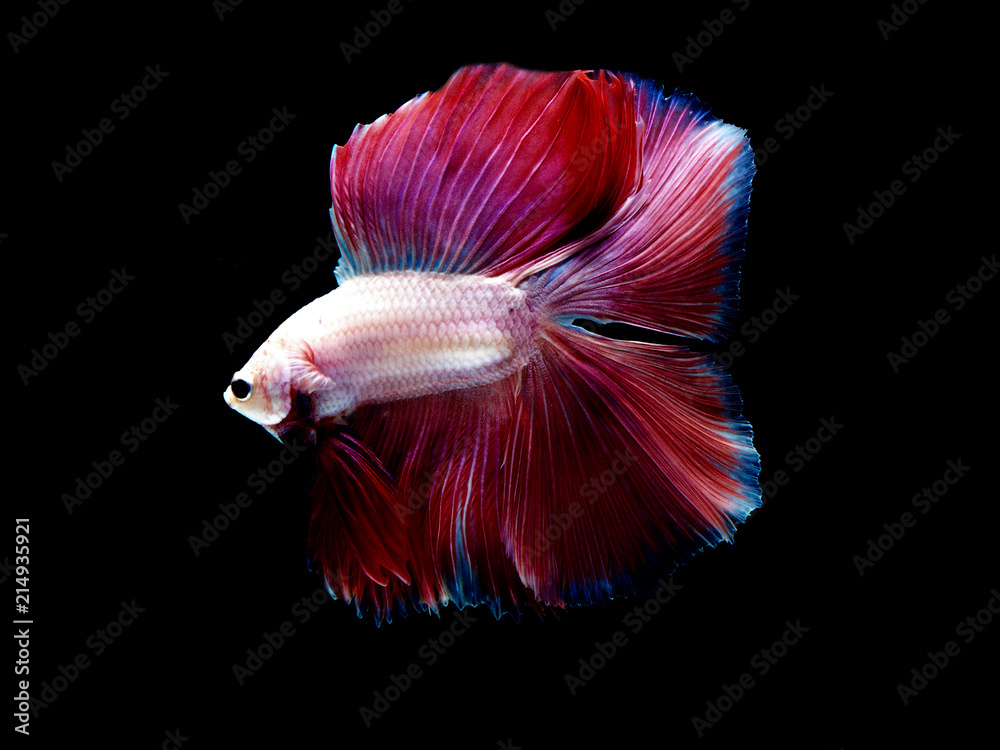colors of siames fighting fish, betta splendensfish. colors of siames fighting fish, betta splendensfish.
