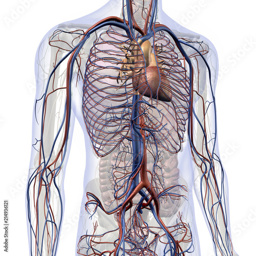 Quadro su tela Male Internal Anatomy of Heart and Circulatory System