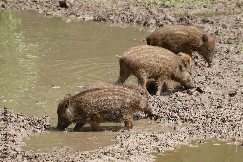 Junge Wildschweine im Wasser (Sus scrofa) Junge Wildschweine im Wasser (Sus scrofa)